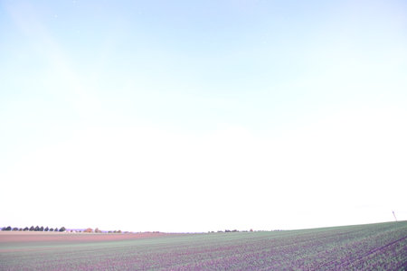 beautiful spring landscape with green field and blue sky, nature seriesの写真素材