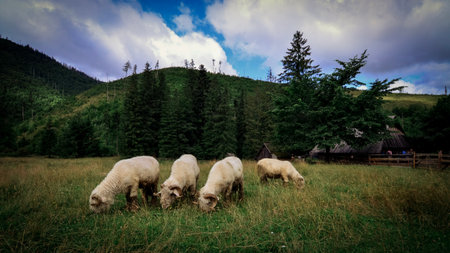 Sheep grazing in the meadow in the Carpathian mountains.の写真素材