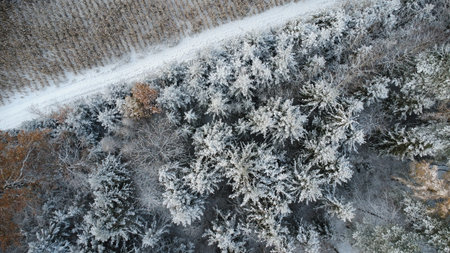 Aerial view of winter forest with trees covered with hoarfrostの写真素材