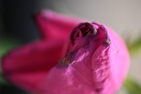 pink rose macro close up, natural background, shallow depth of fieldの写真素材