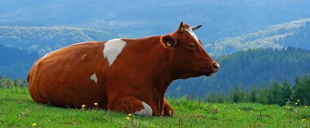 brown milk cow