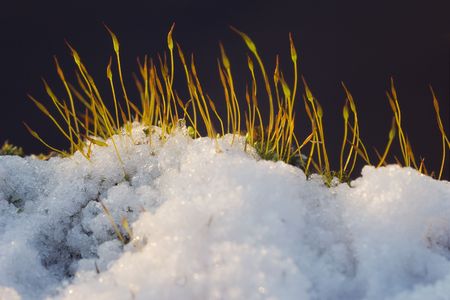 Moss in the snow before a dark background.の写真素材