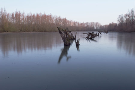 Frosted lake with willow stumps in the early morning.