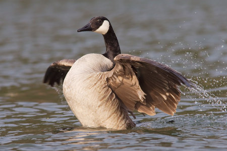 A Canadian goose in the water spreading the wings.の写真素材