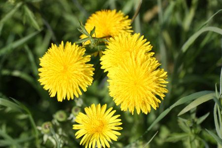 dandilion