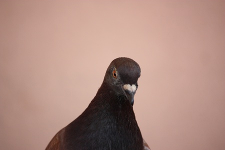 pigeonの写真素材