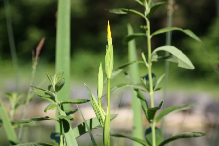 yellow flowerの写真素材