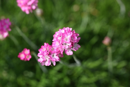 rosa Blüteの写真素材
