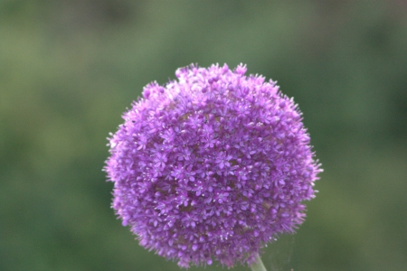 purple ballの写真素材