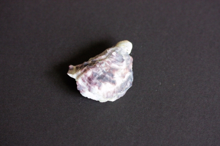 Shellの写真素材