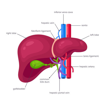 Human liver and gallbladder vector illustration graphic diagramのイラスト素材