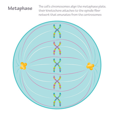 Metaphase: the dividing cell during mitosis