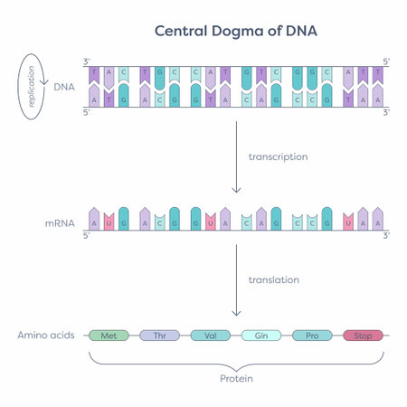 Central Dogma of DNA Translation and Transcriptionのイラスト素材