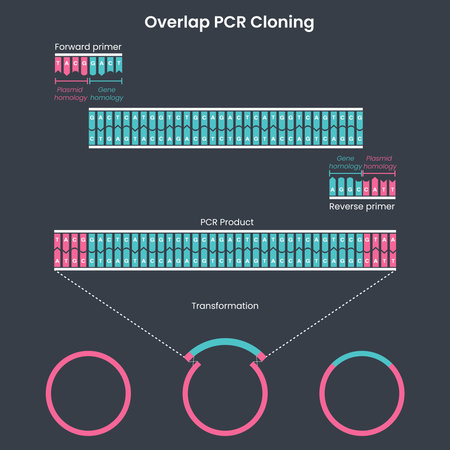 Genome sciences educational graphic diagram of overlap PCR cloningのイラスト素材