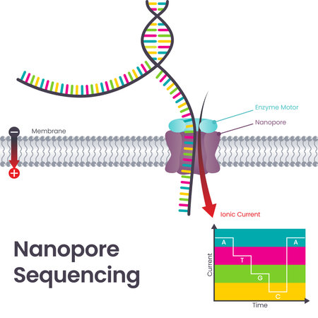 Third Generation Sequencing Nanopore Sequencing scientific vector illustrationのイラスト素材