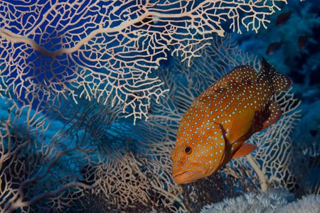 perchの写真素材