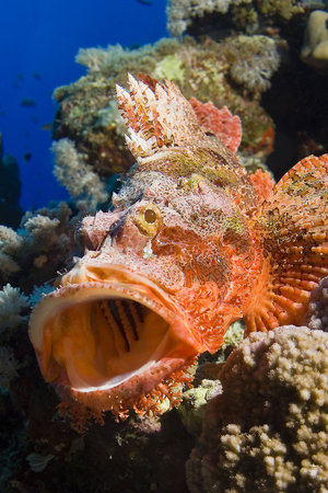 megamouthの写真素材