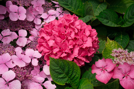 A combination of various pink hydrangeas with leaves.