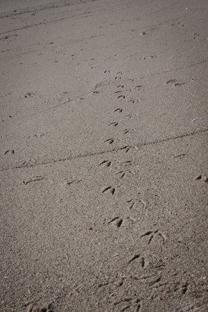 Bird footprints at low tide