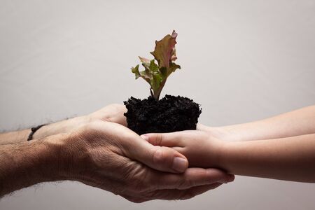 Adult and child hands holding a baby plantの写真素材
