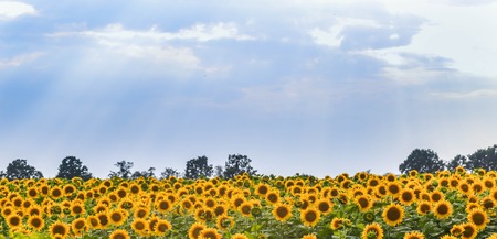 very beautiful sky on the background of fields with sunflowers, sunsetの写真素材