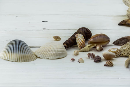 A variety of seashells, corals, shell, starfish, isolated on white background, on wooden boards