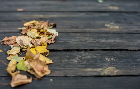 Autumn on a beautiful wooden background. Autumn leaves. Background for design. Front view with copy space.の写真素材