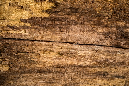 natural beautiful old wood texture, closeup, concept, beautiful wood backgroundの写真素材