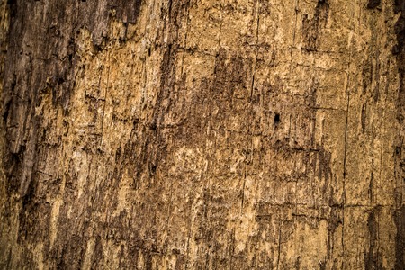 natural beautiful old wood texture, closeup, concept, beautiful wood backgroundの写真素材