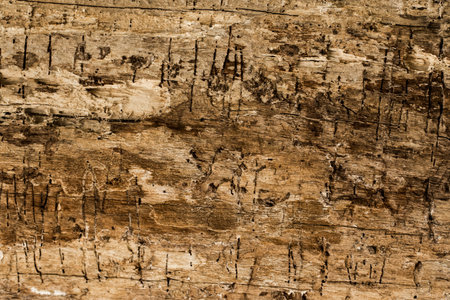 natural beautiful old wood texture, closeup, concept, beautiful wood background