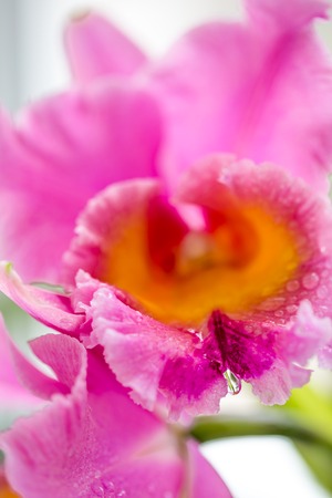 Exotic Orchid pale violet color with a yellow middle closeupの写真素材