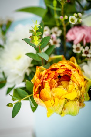 live spring flowers close up yellow tulips on a white background still life, compositionの写真素材