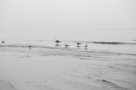 Beautiful little Seagull on promenade walk in the distantの写真素材