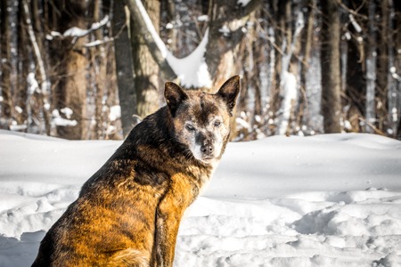 yard dog in a snowy forest, the concept of winterの写真素材