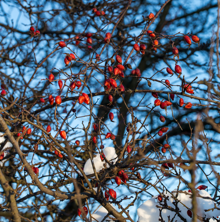 winter forest snow covered trees , the concept of winter ,coldの写真素材