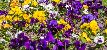 flower bed Pansy ,closeup,concept of flowers and springの写真素材