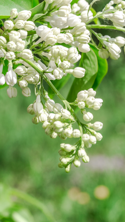 flowering tree lilac closeup,concept of flowers and springの写真素材