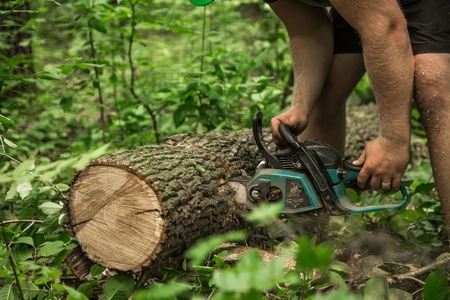 A man with a chainsaw cuts a tree in the forest ,closeupの写真素材