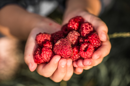 girl holding in hand fresh raspberries ,close-up , the concept of children's healthy eating and vegetarian foodの写真素材