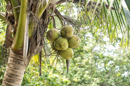 coconuts hanging on the palm,the concept of tropical floraの写真素材