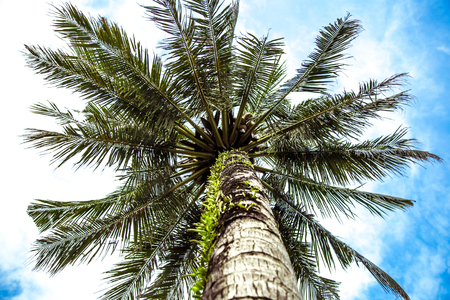 Beautiful big palm tree view from below in Thailand on Koh Changの写真素材