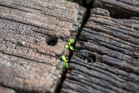 beautiful wooden background with the leaf concept background