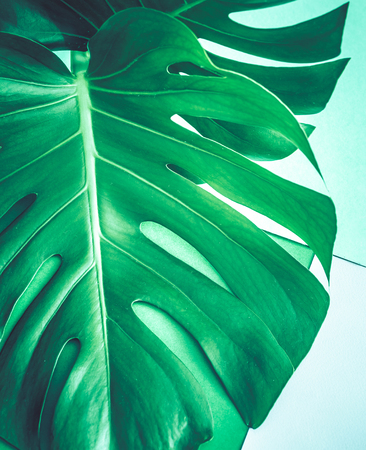real beautiful big monster leaves on a green background, concept of exotic plantsの写真素材