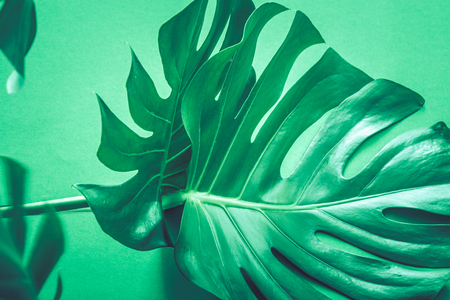 real beautiful big monster leaves on a green background, concept of exotic plantsの写真素材