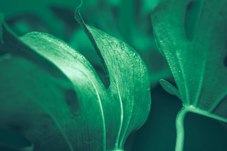 real beautiful big monster leaves on a green background, concept of exotic plants