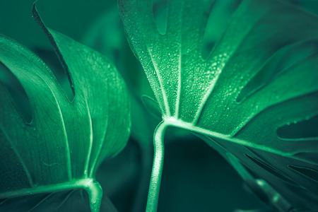 real beautiful big monster leaves on a green background, concept of exotic plantsの写真素材