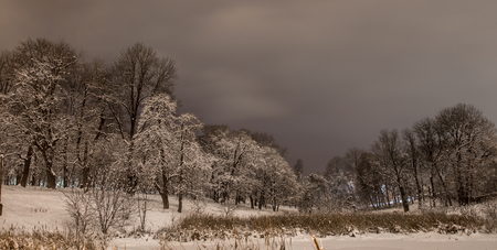 Snowy beautiful winter night on the background of the forest. The concept of winter.の写真素材