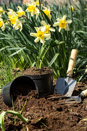 Planting yellow flowers daffodils in the garden, garden tools, flowers. Earth dayの写真素材