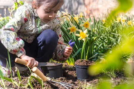 Little girl planting flowers in the garden, Earth Day. Kid helping at the farm.の写真素材