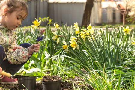 Little girl planting flowers in the garden, Earth Day. Kid helping at the farm.の写真素材